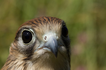 portrait of a young Kestrel Falcon (Falco tinnunculus) closeup