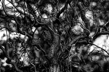 Black and White Branches