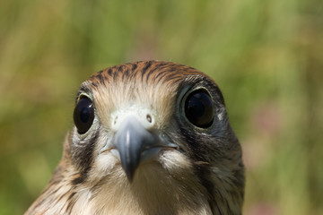 portrait of a young Kestrel Falcon (Falco tinnunculus) closeup