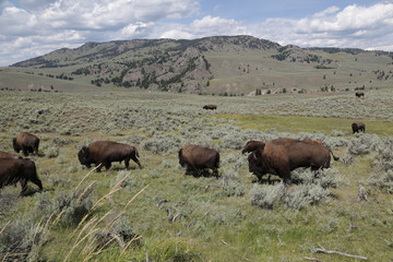   yellowstone national park wildlife buffalo
