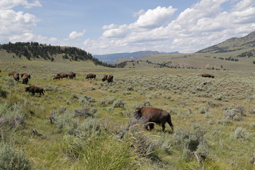   yellowstone national park wildlife buffalo