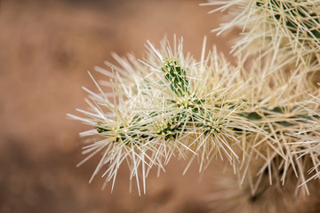 Cholla Cactus in the desert