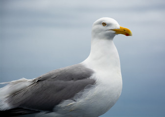 Shorebird