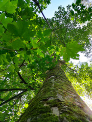 Fototapeta premium Wald 