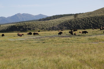  yellowstone national park wildlife buffalo