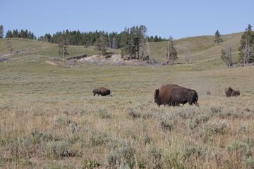   yellowstone national park wildlife buffalo