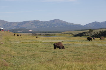  yellowstone national park wildlife buffalo