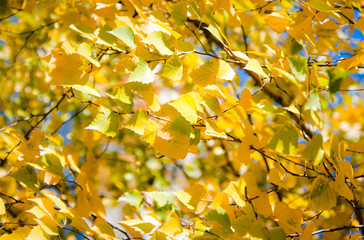 Background of bright beautiful yellow leaves of Russian birch.