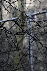 Black tree branches look like barbed wire. Raindrops on bare branches. Bad weather