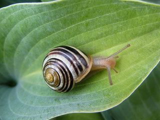 Snail On Hosta 
