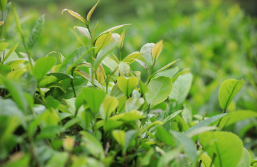 Green tea trees in spring mountains