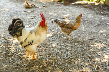 Rooster and chicken graze in the yard