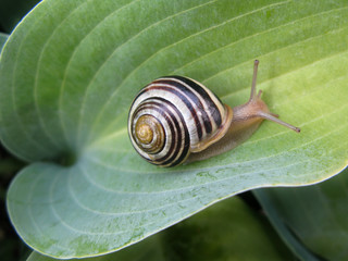 Snail On Hosta 
