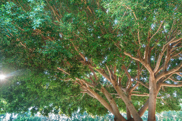 Tree branches illuminated by the sun