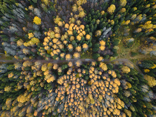 Autumn forest aerial drone view.