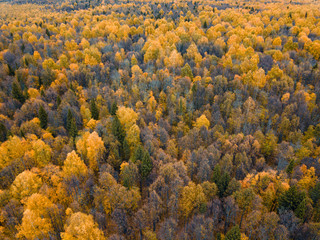 Autumn forest aerial drone view.