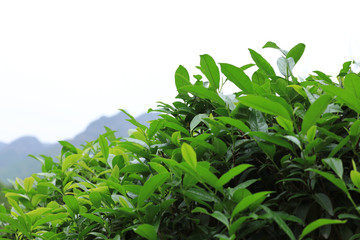 Green tea trees in spring mountains