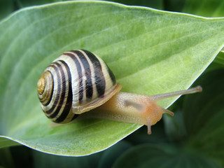 Snail On Hosta 