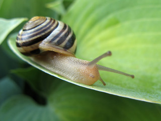 Snail On Hosta 