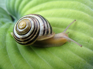 Snail On Hosta 
