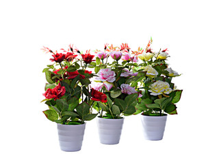 decorative plant on white background. isolated