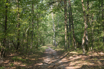 footpath in summer forest