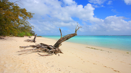 Fototapeta na wymiar Beach with turquoise water and a picturesque dried tree trunk
