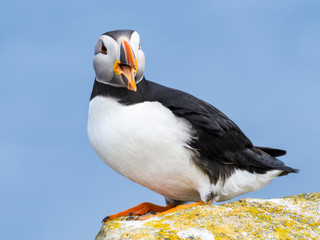 Atlantic Puffin Standing on Cliff's Rock and calling against Blue Ocean Water Background, Portrait