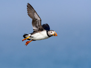 Atlantic Puffin in Flight against Blue  Sky