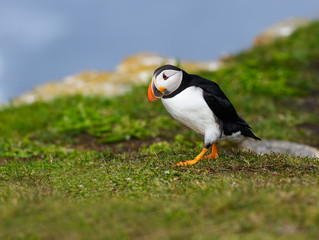 Atlantic Puffin Walking on Grass, Portrait