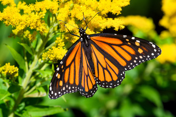 Monarch butterfly on yellow flower