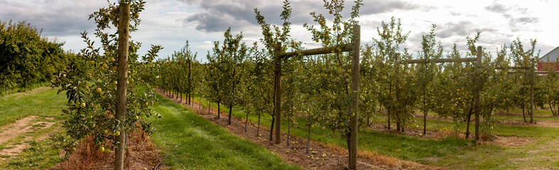 Apple orchard panoramic photograph in Ontario Canada, Apples are a large Canadian agriculture product