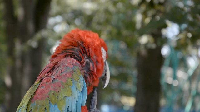 big red parrot head hd stock footage