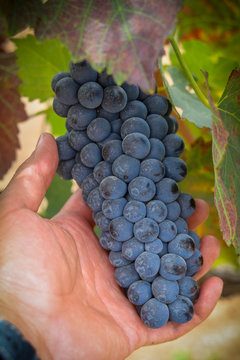 Racimo de uvas en vendimia para vino tinto