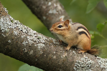 Naklejka na ściany i meble Squirrel on its tree asking for food