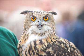Close-up portrait of a big-eared owl at the fair.