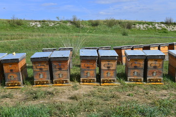 The bee hives in outdoor
