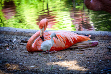 Flamingo and baby © Melanie