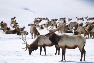 Herd of elks , Jackson WY