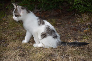 Chaton - Jeux et découverte de son milieu