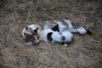 Sieste de la chatte et son chaton