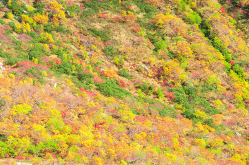 【長野県駒ヶ根市】千畳敷カールの紅葉