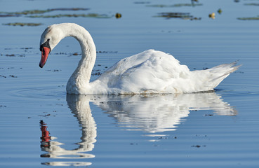 Naklejka premium White Mute swan (Cygnus olor) swimming in blue lake