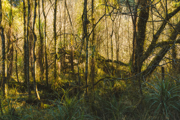 Fototapeta premium Local parkland with sun shining through 