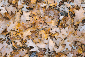 Autumn leaves drying in the spring sun 
