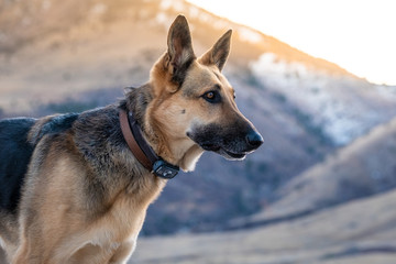 Dog in Nature