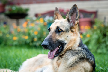 Dog in Nature