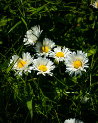 Bunch of Daisies
