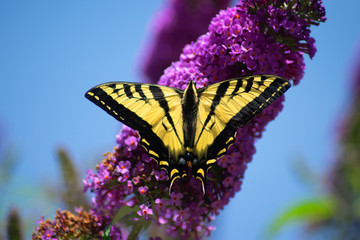 Swallowtail Butterfly On Purple Butterfly Bush