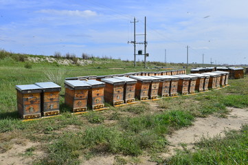 Fototapeta na wymiar The bee hives in outdoor